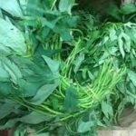 Betku Teku Fresh Leaves 1 Kg